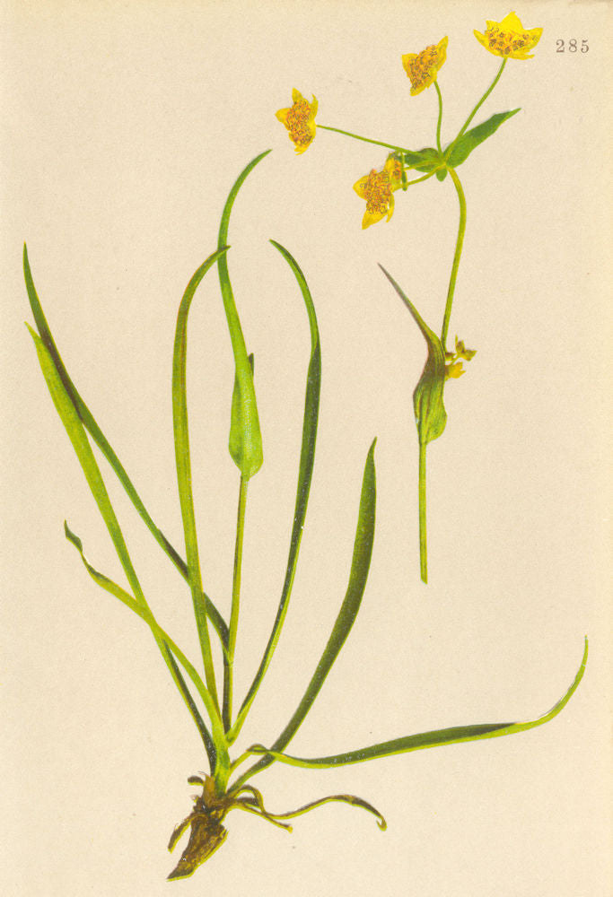 ALPINE FLOWERS. Bupleurum ranunculoides L-Hahnenfussartiges Hasenohr 1897